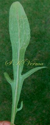  Basal leaf